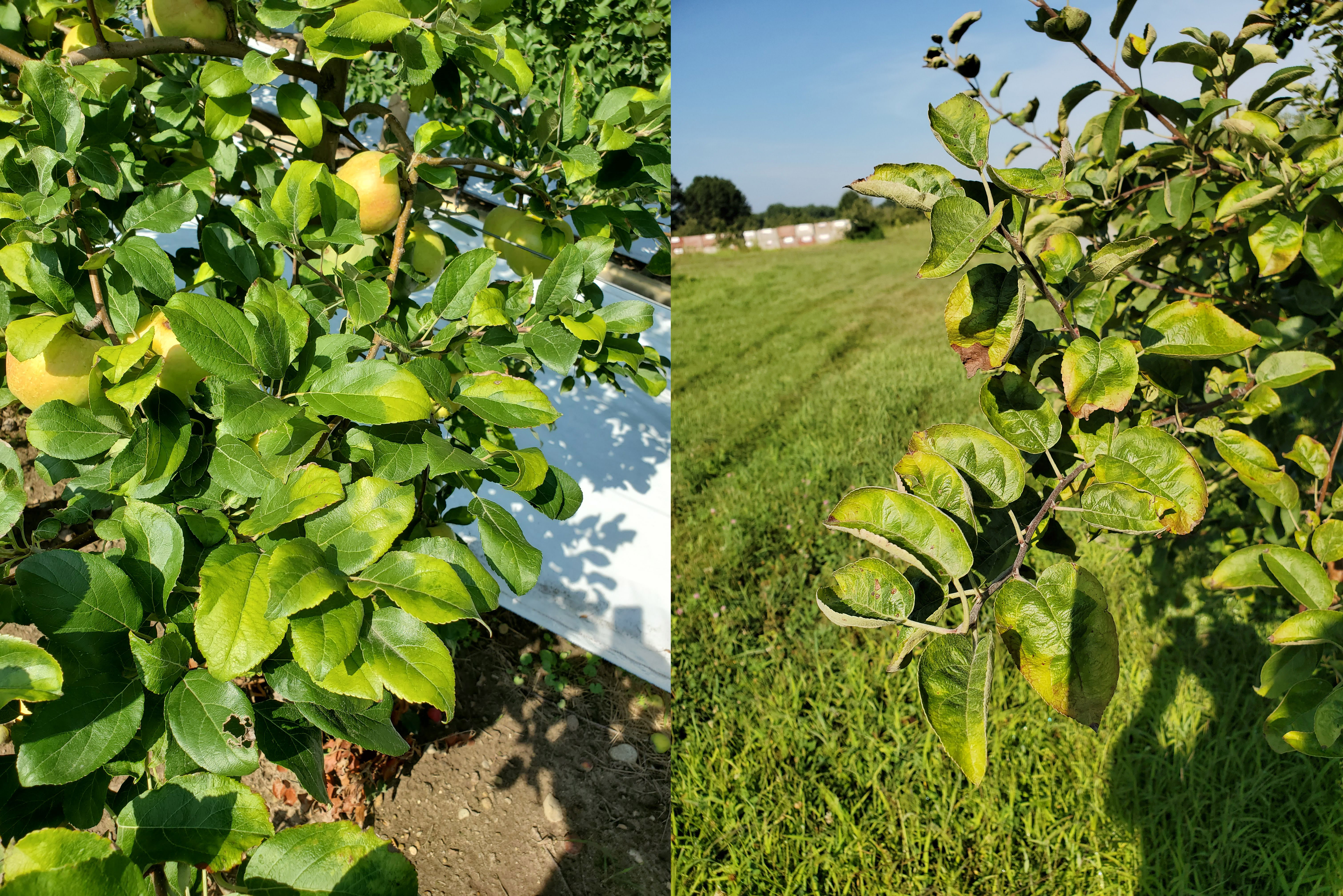 8-11 SW Mich yellowing apples